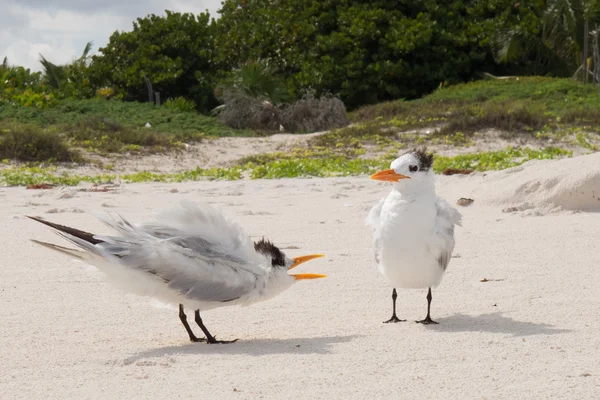 Sea tern — Stock Photo, Image