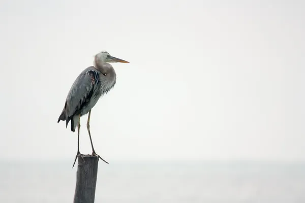 Reiher, Reiher — Stockfoto