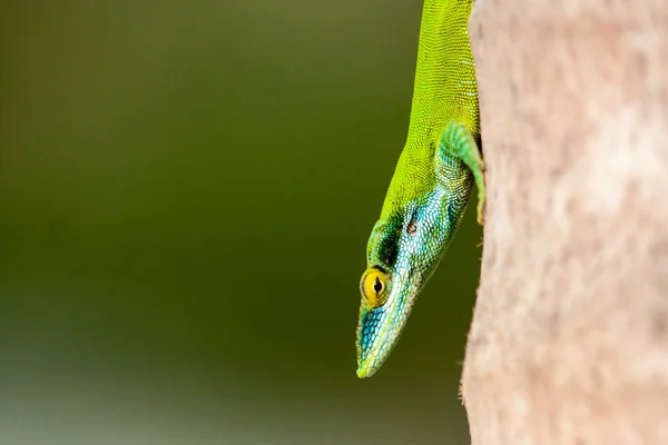 Anolis in a coconut tree — Stock Photo, Image