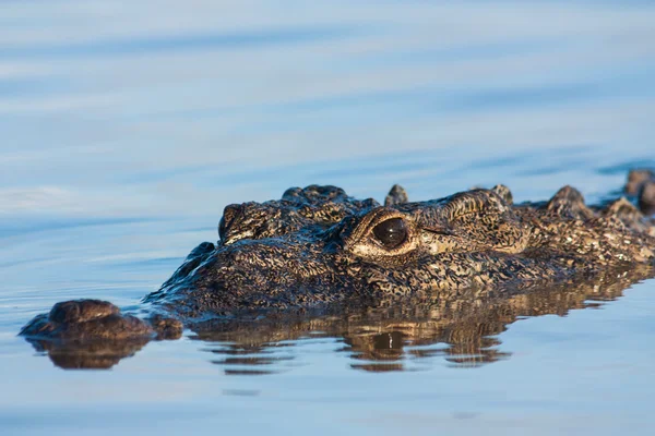 American Crocodile — Stock Photo, Image