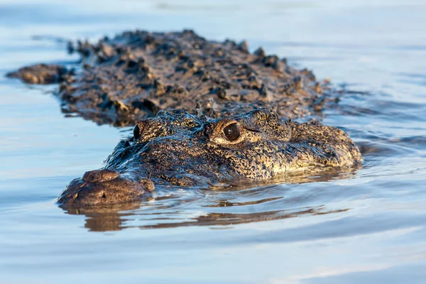 Hegyesorrú krokodil — Stock Fotó