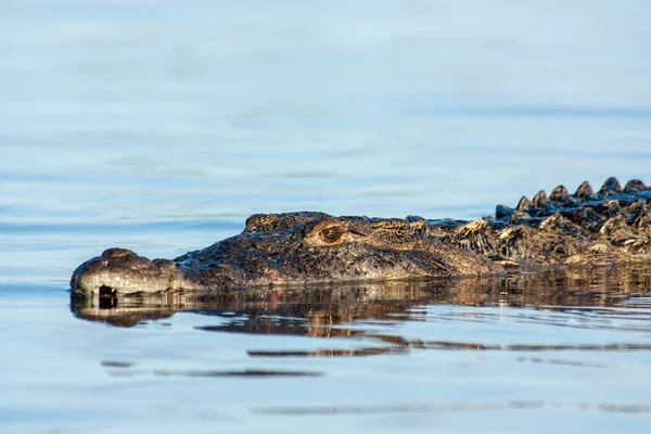 Crocodilo americano — Fotografia de Stock