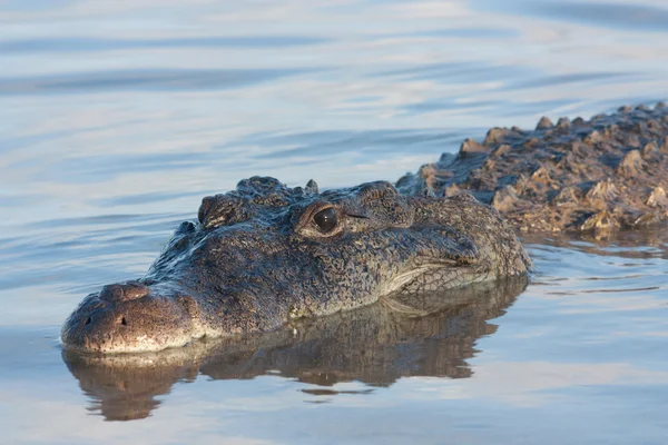 Hegyesorrú krokodil — Stock Fotó