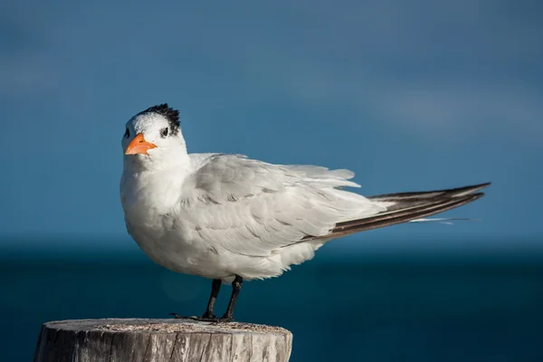 Sea tern — Stock Photo, Image