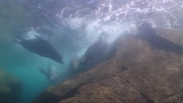 Californische zeeleeuwen — Stockvideo