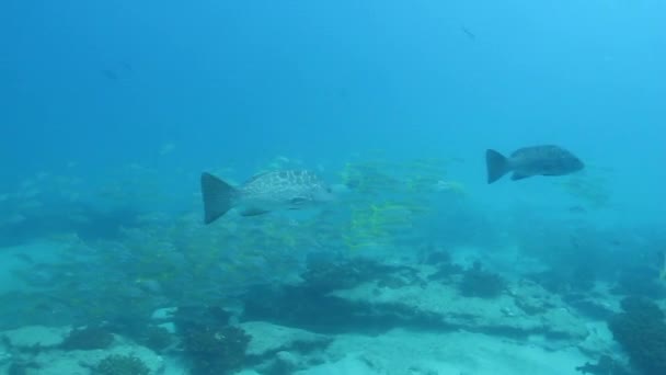 Groupers from cabo pulmo — Stock Video