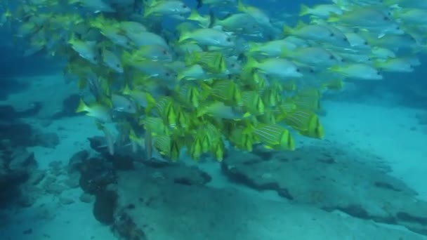Panamic porkfish, kleurrijke vissen — Stockvideo