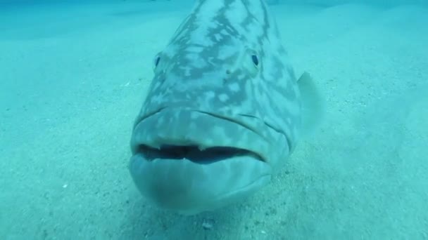 Grouper from the reefs — Stock Video