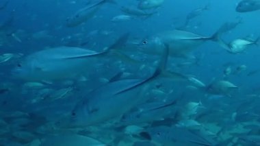 biegeye trevally Okulu