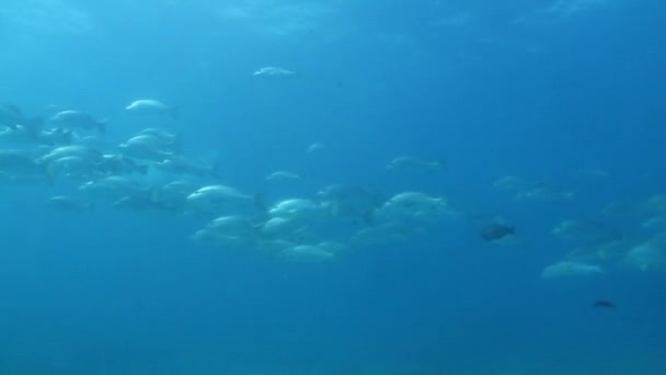犬鯛 — ストック動画