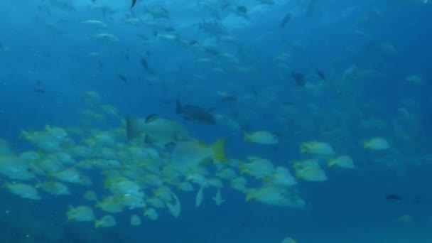 Panamic Porkfish — Stock video