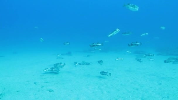 Porcupinefish — Stock video