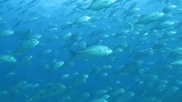 Escuela de biegeye trevally — Vídeo de stock