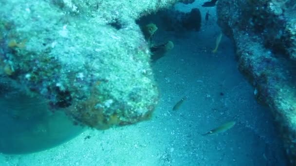 Enguia moray verde panorâmica — Vídeo de Stock