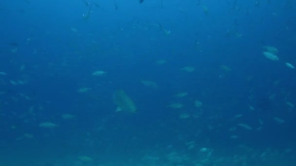 Reefs of cabo pulmo national park — Stock Video