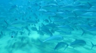 Kocagözlü trevally okulların