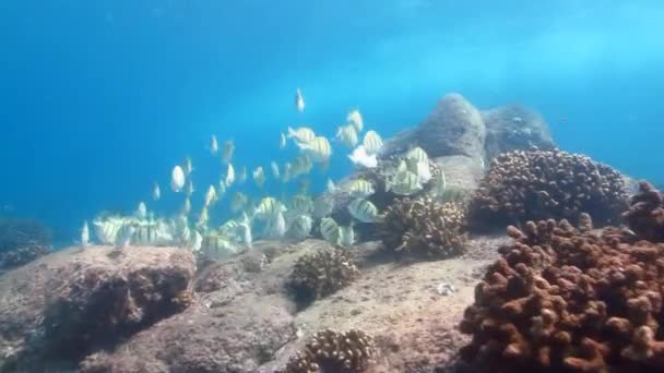 カリブ海サンゴ礁の魚の学校Σχολή tang κατάδικος — Αρχείο Βίντεο