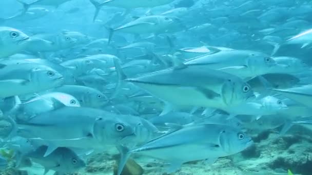 Scholen van grootoogtonijn trevally — Stockvideo