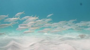 goatfish