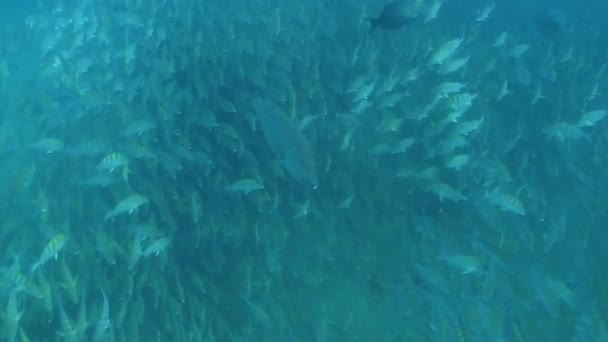Grunts риби — стокове відео