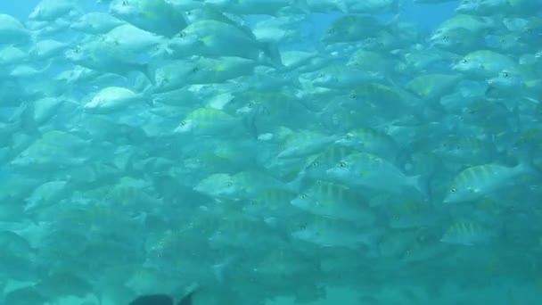 Gruñidos de pescado — Vídeo de stock