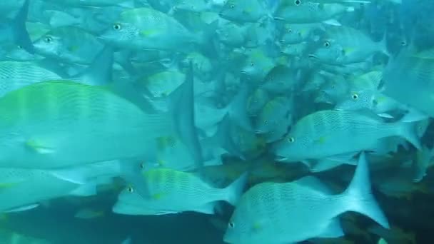 Gruñidos de pescado — Vídeos de Stock