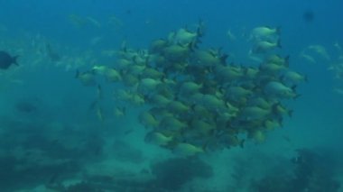 Burrito hırıltı okulun