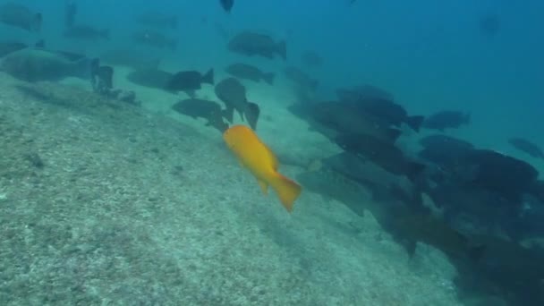 Japon balığı su altında — Stok video