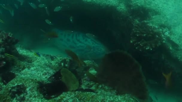 A cabo pulmo Groupers — Stock videók