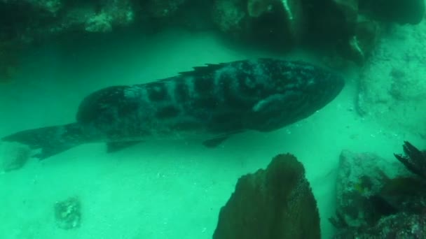 Grouper from cabo pulmo — Stock Video