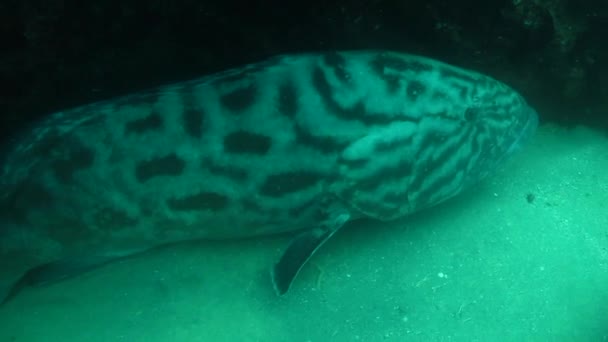 Grouper from cabo pulmo — Stock Video