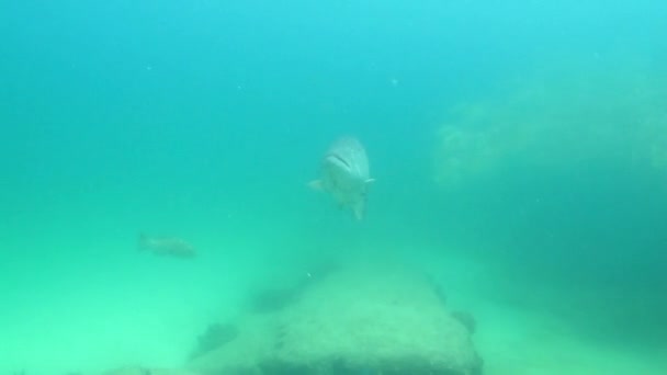 Groupers from cabo pulmo — Stock Video