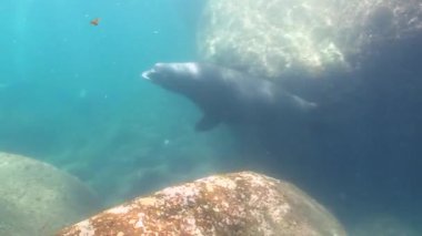 Kaliforniya deniz aslanı