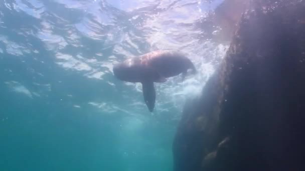 León marino californiano — Vídeo de stock