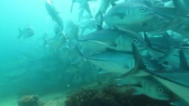 Kocagözlü okul trevally