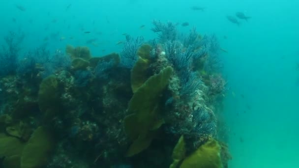 General views from reefs of cabo pulmo — Stock Video