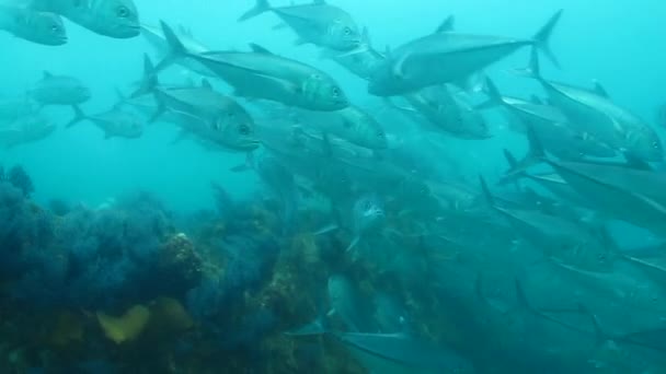 Scholen van grootoogtonijn trevally — Stockvideo