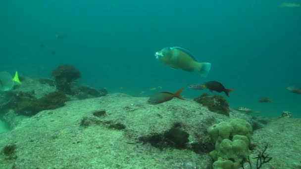 Peixe-papagaio dos recifes do cabo pulmo — Vídeo de Stock
