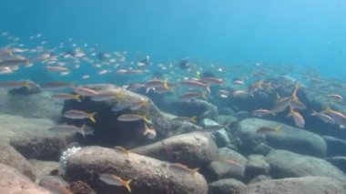 Pasifik'teki goatfish