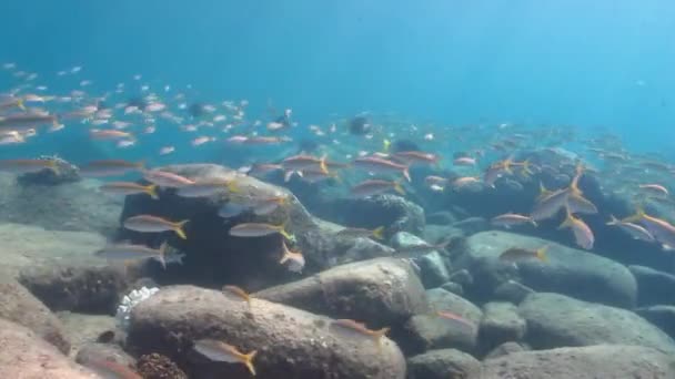Goatfish in the pacific — Stock Video