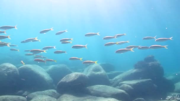 Goatfish in the pacific — Stock Video