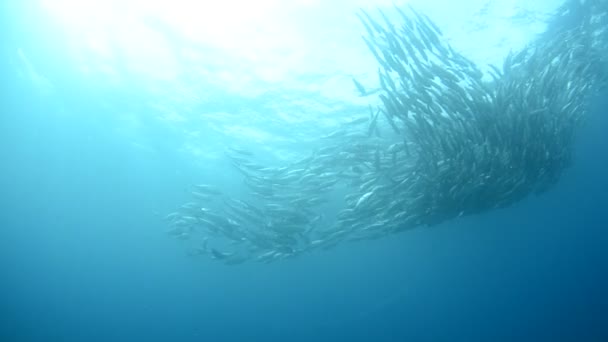 School of jacks trevally — Stock Video