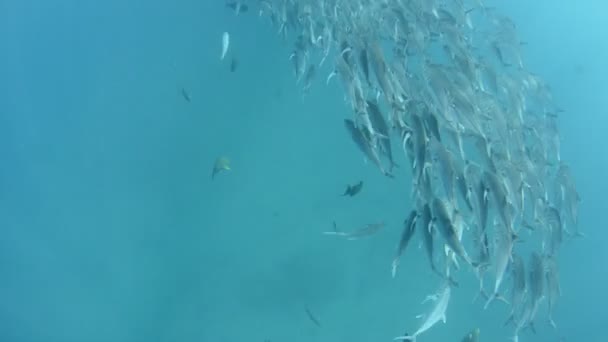 School of jacks trevally — Stock Video