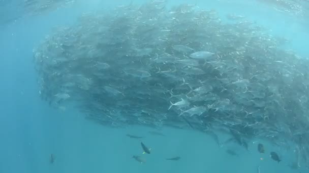 School of jacks trevally — Stock Video