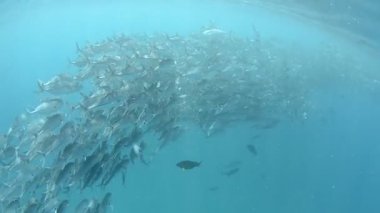 Vale trevally Okulu