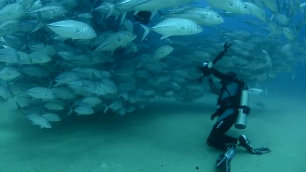 Divers with large school of fish — Stock Video