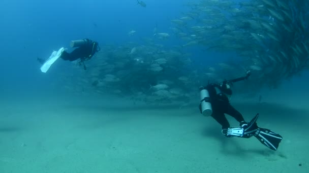 Divers underwater — Stock Video