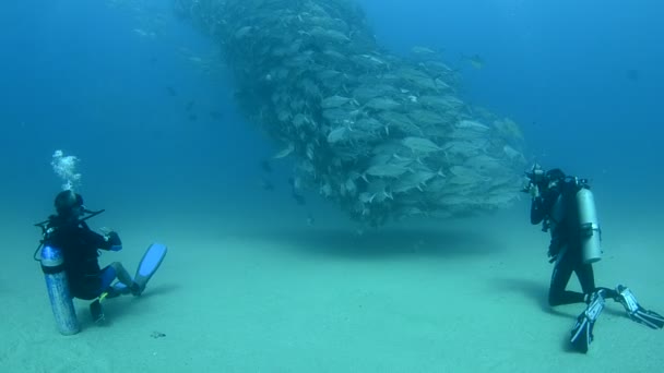 Mergulhadores com grande escola de peixes — Vídeo de Stock