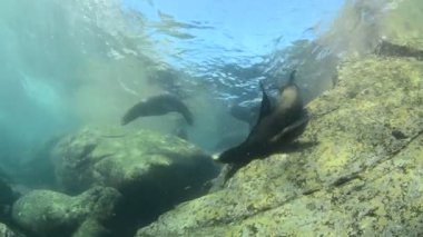 Kaliforniya deniz aslanı