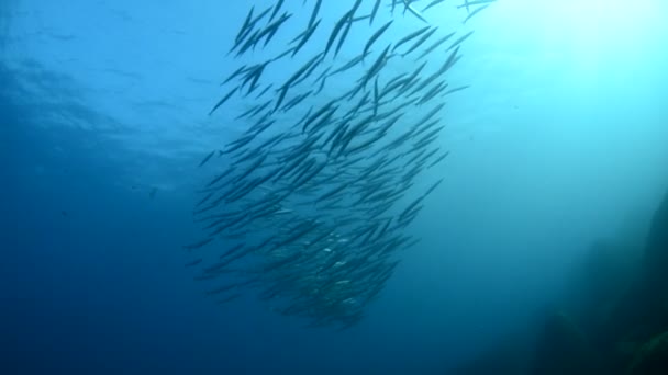 Peixe prateado — Vídeo de Stock